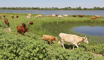 A herd of cows