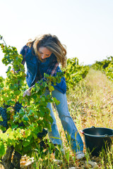 Naklejka na ściany i meble cheerful young woman harvesting grapes in vineyard