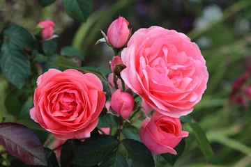 Zelfklevend Fotobehang Rosier à grosses fleurs doubles de couleur rose saumon, variété Kimono. Rose française remontante. © Aygul Bulté