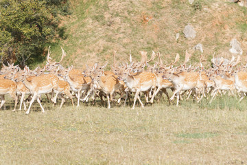 Herd of Fallow Deer (Dama dama)