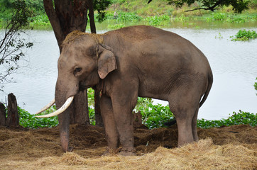 Thai Elephant in conservation center camp