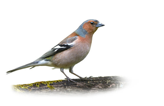 Common Chaffinch on White