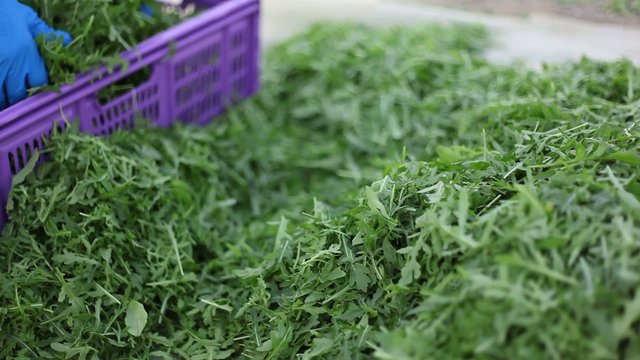 Raccolta Rucola