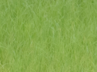 Abstract nature background