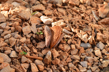 almond on ground