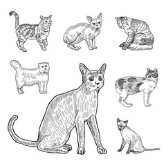 Engraving style hatch vector lineart illustration breeds of cats