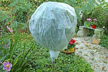 voile d'hivernage sur arbuste