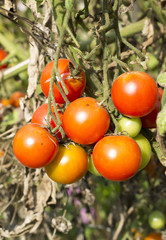 Cherry tomatoes cluster