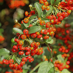 pyracantha