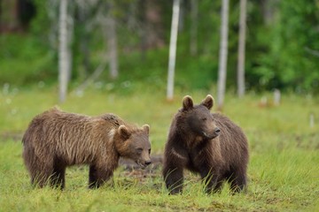 Fototapeta na wymiar Brown bear cubs in the bog