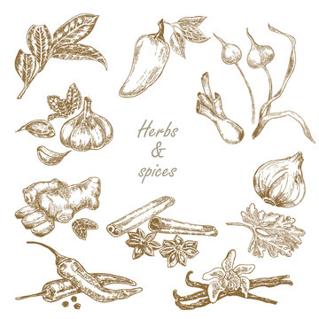 Kitchen herbs and spices set hand drawn vector illustration