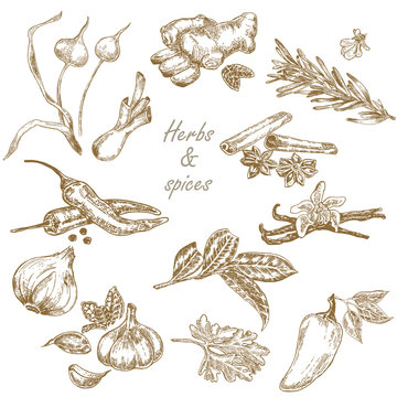 Kitchen herbs and spices set hand drawn vector illustration