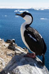 Antarctic blue-eyed cormorant sitting on a rock on a background