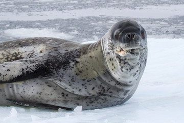 large male leopard seal sea on an ice floe which raised his head © Tarpan