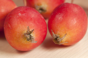 Crab (Paradise) apples