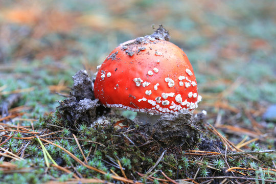 red agaric fly mushroom