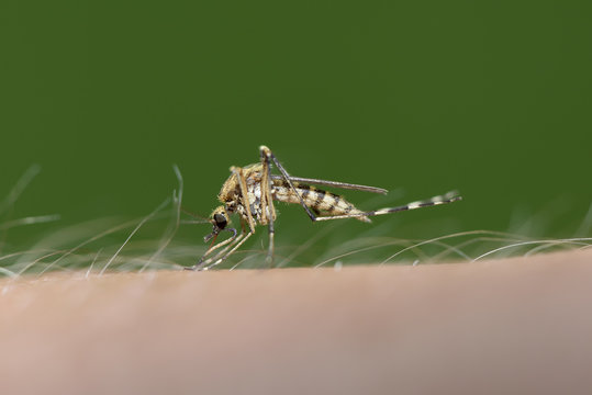 Biting mosquito, Culex pipiens, close-up