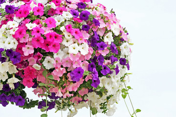 Hanging basket overflowing with colorful Petunia blooms - obrazy, fototapety, plakaty