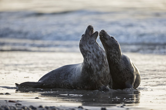 Germany, Helgoland, Grey Seals Halichoerus grypus playing