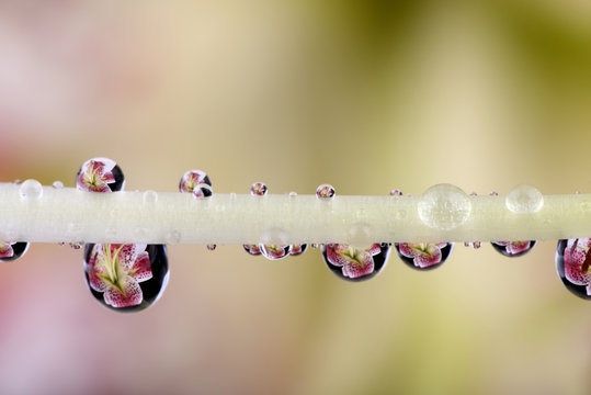 Water drops with reflections hanging at stamen of lily, Lilium, close-up