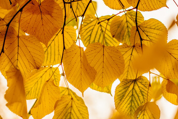 Fototapeta na wymiar autumn leaves hanging on a tree on a white background