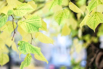 yellow autumn leaves hanging on a tree