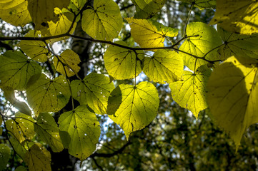 yellow autumn leaves hanging on a tree in the sunshine