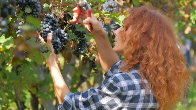 red-headed woman harvesting grapes