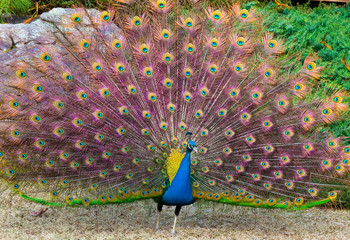 Obraz premium Colorful Peacock