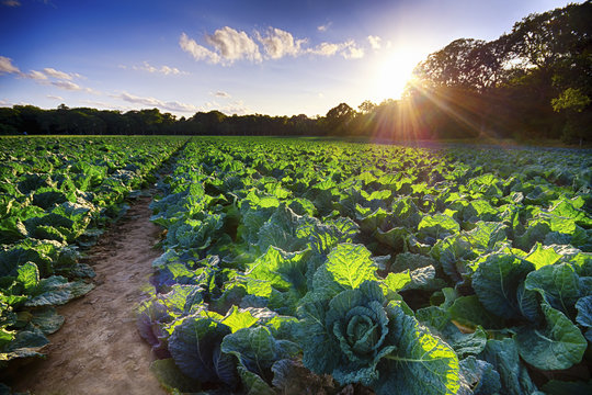 United Kingdom, Scotland, East Lothian, Field, Savoy Cabbage