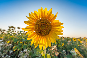 Beautiful landscape with sunflower closeup over blue sky