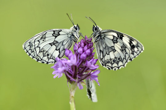 Germany, Marbled white butterfly, Melanargia galathea, sitting on flower