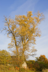 Autumn tree