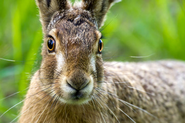 Hare Portrait © tobyphotos