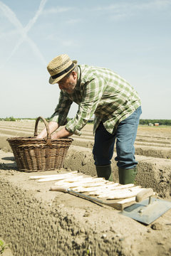 Germany, Hesse, Lampertheim, senior farmer cutting asparagus, Asparagus officinalis
