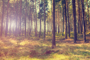 Obraz premium vintage forest background