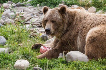 Fototapeta premium grizzly bear