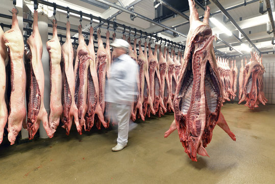 Sides of pork in cold store of a slaughterhouse
