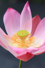Close-up of pink  waterlily on tropical garden