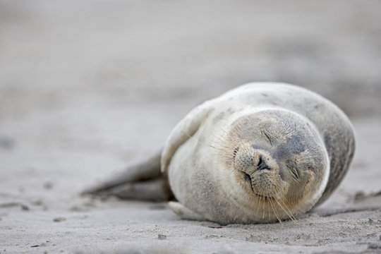 Germany, Schleswig-Holstein, Helgoland, Duene Island, harbor seal pup Phoca vitulina sleeping on the beach