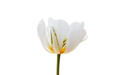 Obraz premium white tulip
