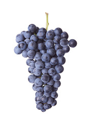 Fresh bunch of red wine