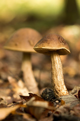ClEdible boletus (Leccinum crocipodium)