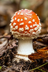 Fly amanita fungus