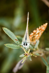 Beautiful butterfly(Common Blue,Polyommatus icarus)