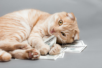 Dollar and a cat