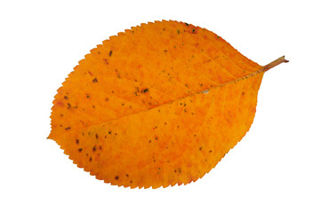 Fototapeta premium Autumn leaf