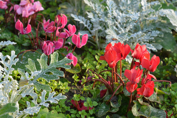 Cyclamen garden