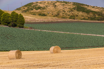 Hay Bales on a Field