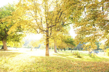 sunny day in autumn park